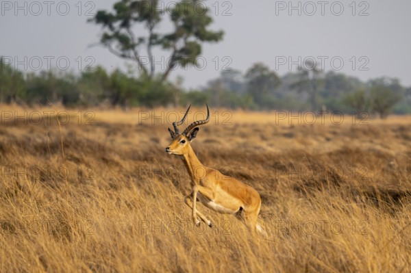 Impala (Aepyceros melampus) male jumping, running, on the run, Xakanaxa, Okavango Delta, Moremi