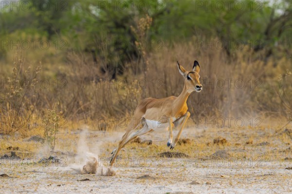 Impala (Aepyceros melampus) female jumping, running, on the run, Xakanaxa, Okavango Delta, Moremi