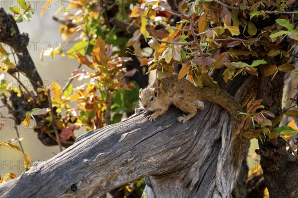 Ochre-footed bush squirrel (Paraxerus cepapi) on a branch, Xakanaxa, Okavango Delta, Moremi Game