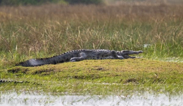 Nile crocodile (Crocodylus niloticus), Xakanaxa, Okavango Delta, Moremi Game Reserve, Botswana