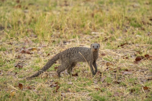 Zebra mongoose (Mungos mungo), Xakanaxa, Okavango Delta, Moremi Game Reserve, Botswana