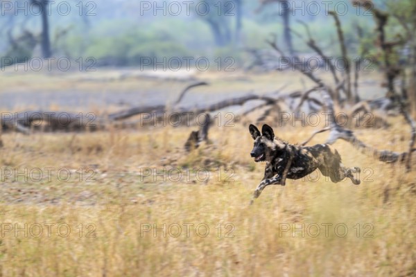 African wild dog (Lycaon pictus) running, hunting, Xakanaxa, Okavango Delta, Moremi Game Reserve,