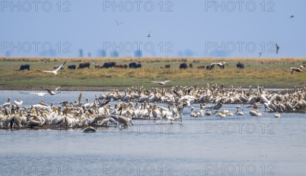 Pink pelican (Pelecanus onocrotalus), flock at the Kavango River, Namibia