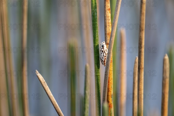 Marble reed frog (Hyperolius marmoratus), white frog sitting on a papyrus, Xakanaxa Lagoon,