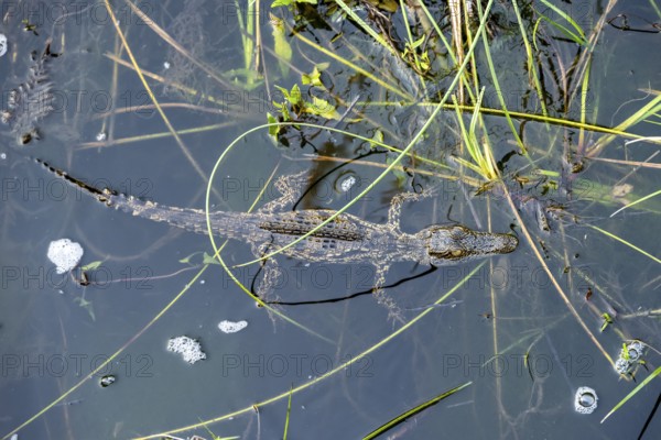 Young animal, Nile crocodile in swamp, Xakanaxa Lagoon, Okavango Delta, Moremi Game Reserve,