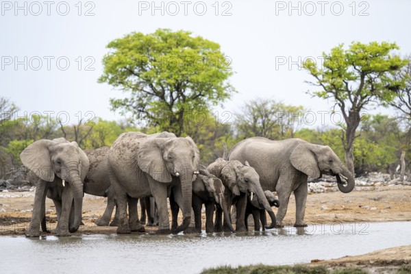 Herd of animals, animal family with young, African elephant (Loxodonta africana) drinking at a