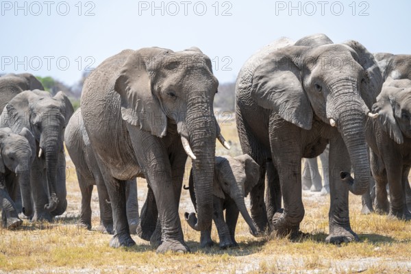 Herd of animals, animal family with young, African elephant (Loxodonta africana), Etosha National