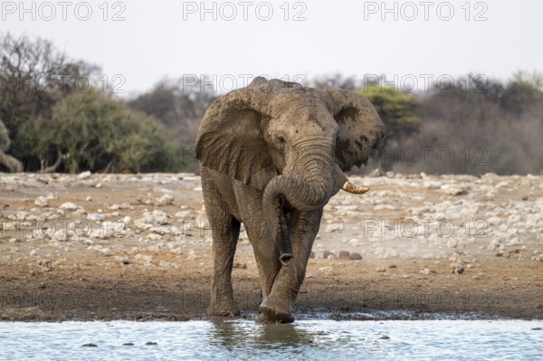African elephant (Loxodonta africana) has its trunk funny, waterhole, Etosha National Park, Namibia