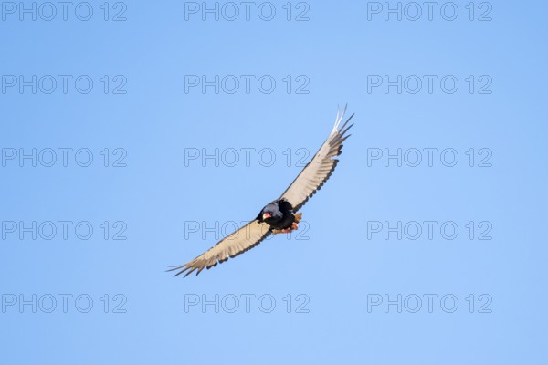 Bateleur (Terathopius ecaudatus), bird of prey flying, Etosha National Park, Namibia