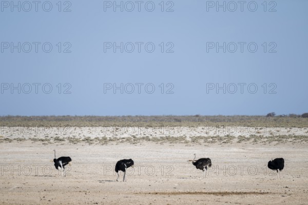 Funny, Four males, Common ostrich (Struthio camelus) running through savannah, Etosha National