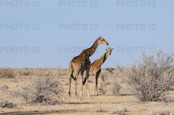 Two Angola giraffes (Giraffa giraffa angolensis), Etosha National Park, Namibia