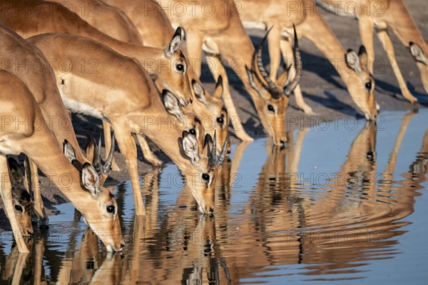 Impalas (Aepyceros melampus) drinking at the waterhole, beautiful picture with reflection, Savuti,