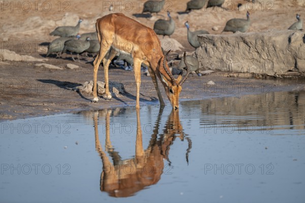 Impala (Aepyceros melampus) drinking at a waterhole, reflection, Savuti, Chobe National Park,