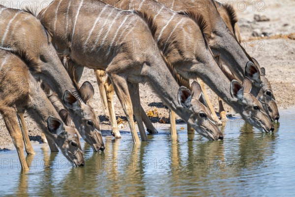 Female drinking at waterhole, Greater kudu (Tragelaphus strepsiceros), Savuti, Chobe National Park,