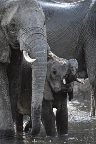 Herd of elephants, African elephant (Loxodonta africana) with young at the waterhole, sunset,