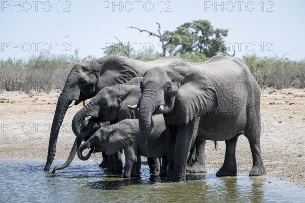 Herd of elephants at a waterhole, African elephant (Loxodonta africana), Savuti, Chobe National