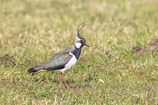 Lapwing (Vanellus vanellus), in splendid plumage, foraging in a marshy meadow, wildlife, Lembruch,