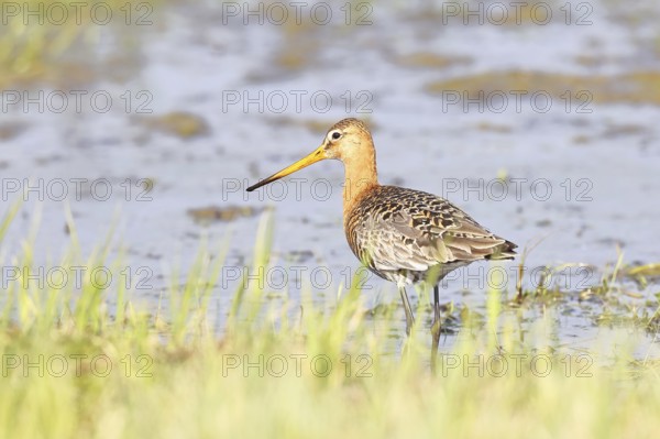 Black-tailed godwit (Limosa limosa) walking in shallow water in a bog, snipe birds, wildlife,