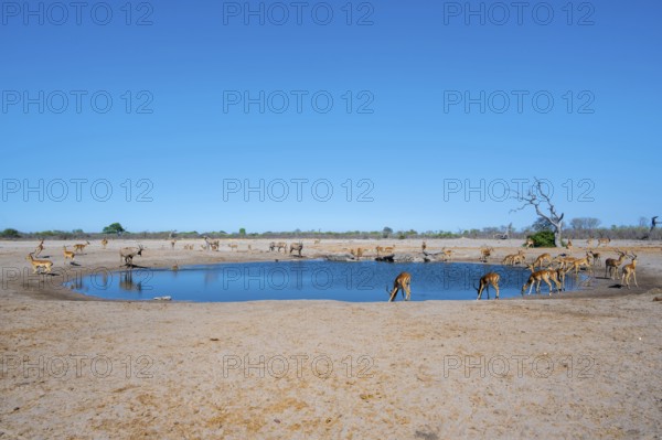 Various animals at the waterhole, Savuti, Chobe National Park, Botswana