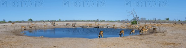 Panorama, impalas and various animals at the waterhole, Savuti, Chobe National Park, Botswana