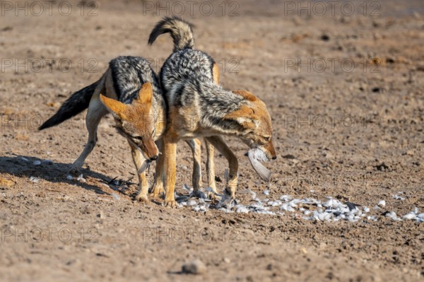 Two black-backed jackals (Lupulella mesomelas) hunting a pigeon, Savuti, Chobe National Park,