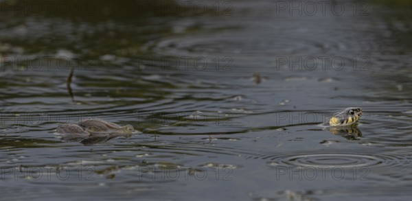During the mating season, male water frogs (Pelophylax kl. esculentus) clasp anything that moves