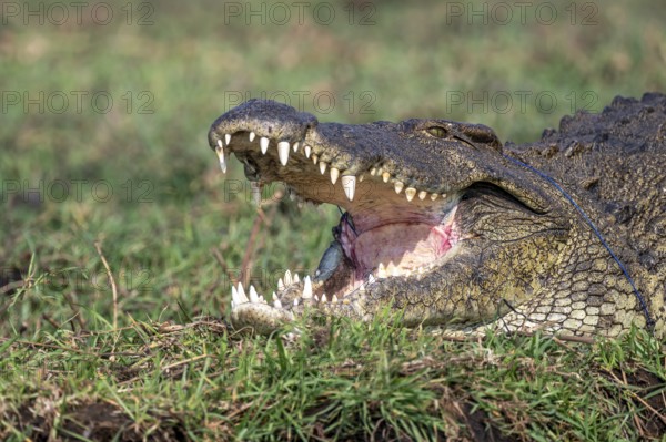 Open mouth, head and teeth, Nile crocodile (Crocodylus niloticus), Ihaha, Chobe National Park,