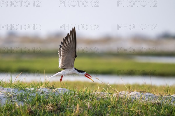 African Skimmer (Rynchops flavirostris), African Skimmer in flight, Ihaha, Chobe National Park,