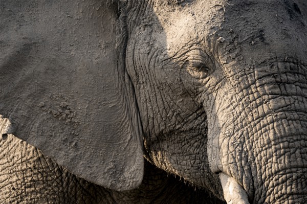 Detail, Animal portrait, African elephant (Loxodonta africana), Ihaha, Chobe National Park,