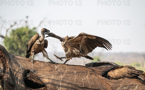 White-backed vultures (Gyps africanus) fighting over carrion, vultures feeding on the carcass of an
