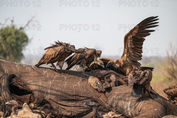 Many white-backed vultures (Gyps africanus), vultures feeding on the carcass of an elephant,