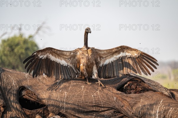 White-backed vulture (Gyps africanus), vulture feeding on the carcass of an elephant, Ihaha, Chobe
