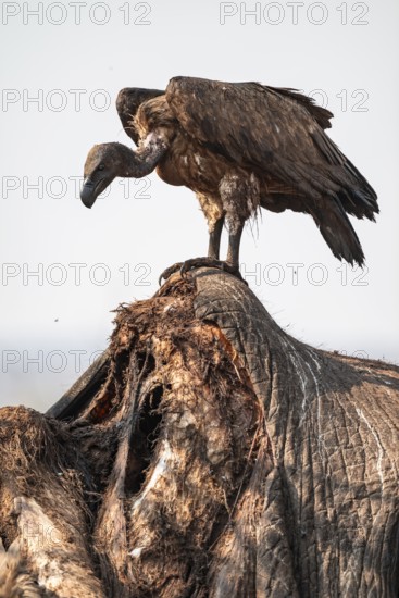 White-backed vulture (Gyps africanus), vulture feeding on the carcass of an elephant, Ihaha, Chobe