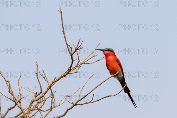 Carmine Bee-eater (Merops nubicoides), Ihaha, Chobe National Park, Botswana