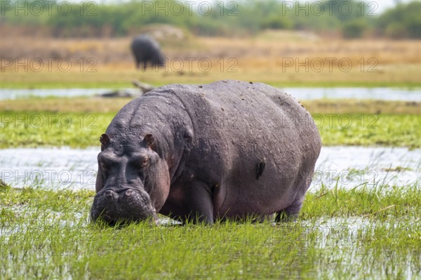 Hippopotamus (Hippopatamus amphibius) grazing, Xakanaxa, Okavango Delta, Moremi Game Reserve,