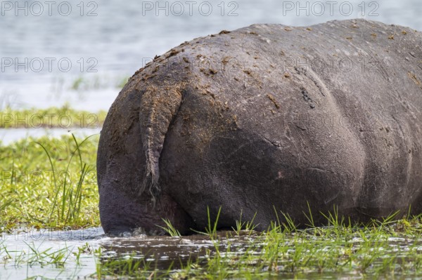 Funny, bum, bum of a hippopotamus (Hippopatamus amphibius), Xakanaxa, Okavango Delta, Moremi Game