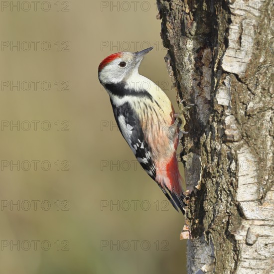 Middle spotted woodpecker (Dendrocopos medius), foraging on the trunk of a common birch (Betula