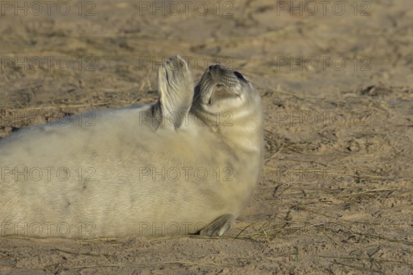 Grey seal (Halichoerus grypus) juvenile baby pup animal resting on a sandy beach in winter,