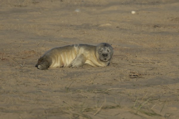 Grey seal (Halichoerus grypus) juvenile baby pup animal sleeping on a sandy beach in winter,