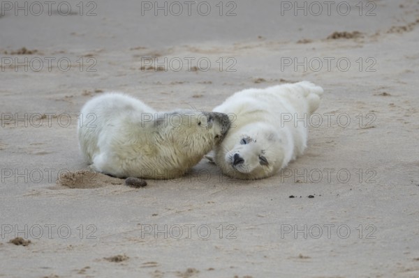 Grey seal (Halichoerus grypus) two juvenile baby pup animals on the sand of a beach in winter,