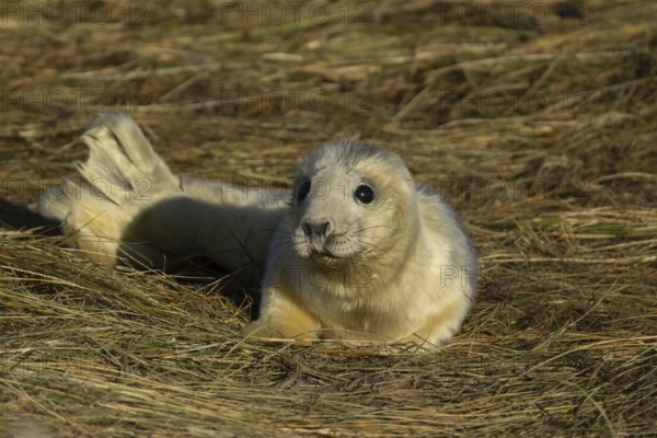 Grey seal (Halichoerus grypus) juvenile baby pup animal resting on a sand dune by a beach in
