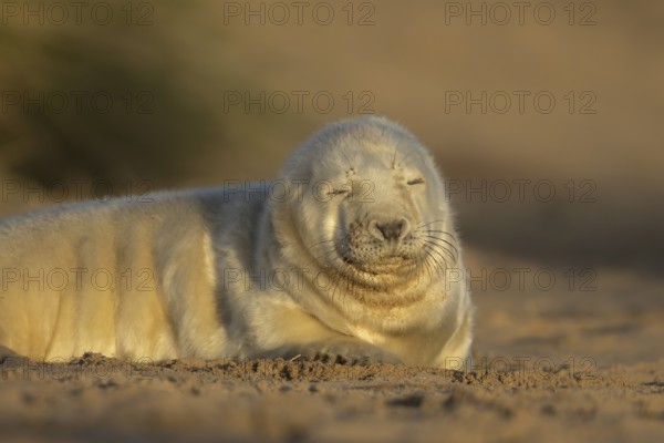 Grey seal (Halichoerus grypus) juvenile baby pup animal sleeping on a sand dune on a beach in