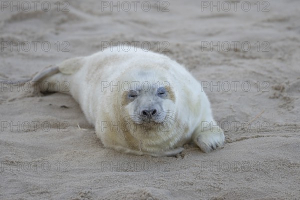 Grey seal (Halichoerus grypus) juvenile baby pup animal sleeping on a sandy beach in winter,