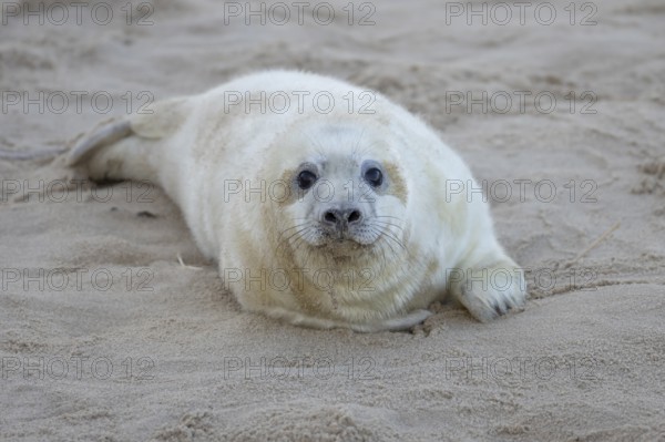Grey seal (Halichoerus grypus) juvenile baby pup animal resting on a sandy beach in winter,