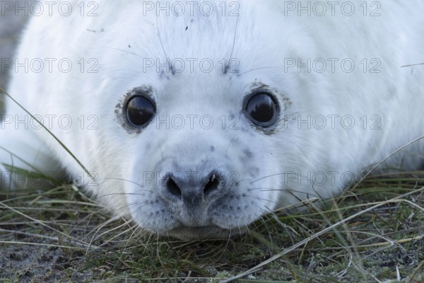 Grey seal (Halichoerus grypus) juvenile baby pup animal head portrait in winter, England, United