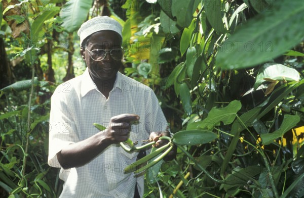 Tour guide of a spice tour, spice tour, explains different uses of plants, Zanzibar, Tanzania, June