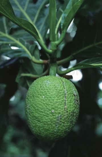 Breadfruit (Artocarpus altilis), Zanzibar, Tanzania, June 2000, vintage, retro, old, historical