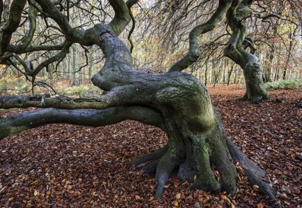 Süntelbuchen (Fagus sylvatica), cripple beeches, Hexenwald, Semper Forest Park, near Lietzow,