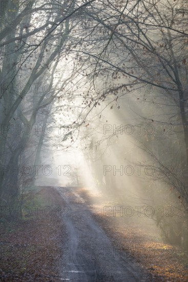 Foggy forest trail, soft sunbeams, coolly lit, flooded with light, forest, hilly path, path,