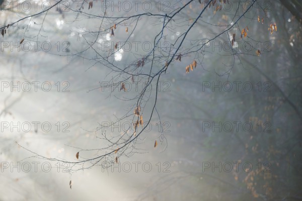 Autumn branches with wilted, brown-colored leaves in foggy forest, soft sunbeams, coolly lit,
